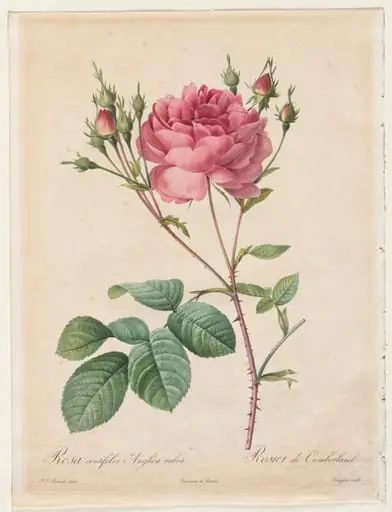 Rosa Centifolia Anglica Rubra, by Henry Joseph Redouté