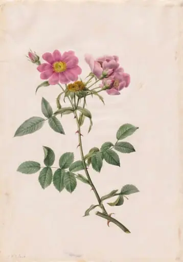 Rosa Collina Monsoniana, by Henry Joseph Redouté