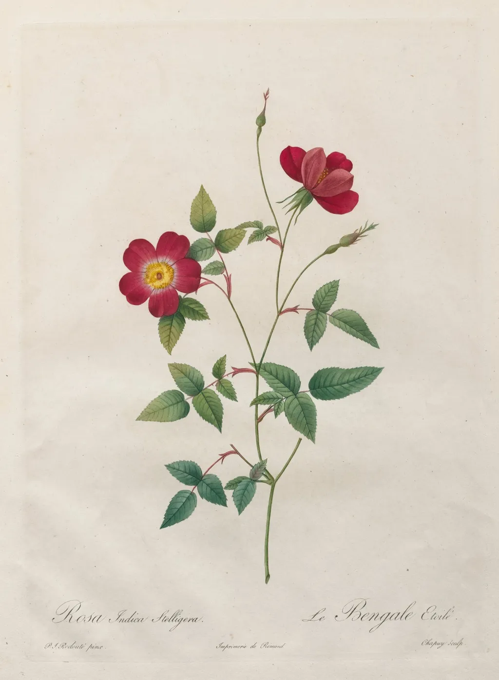 Rosa Indica Stelligera, by Henry Joseph Redouté, 1820