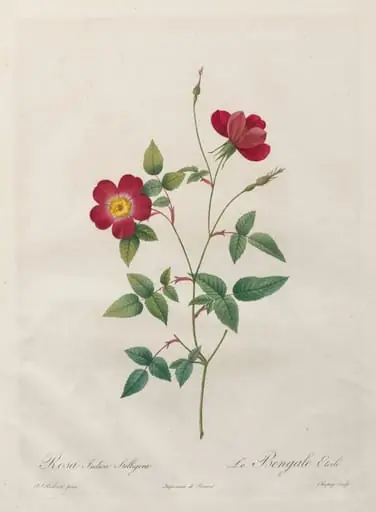 Rosa Indica Stelligera, by Henry Joseph Redouté