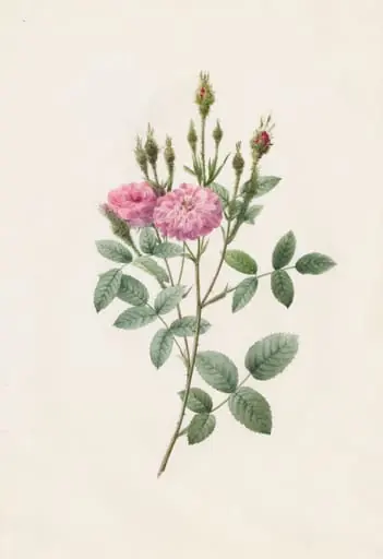 Rosa Pomponiana Muscosa, by Henry Joseph Redouté
