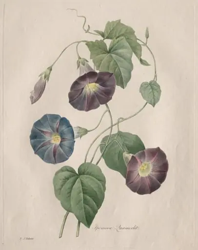 Star-glory Morning-glory, by Henry Joseph Redouté