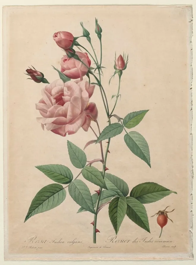 The Roses: China or Bengal Rose, by Henry Joseph Redouté, 1820