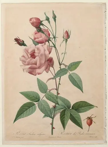 The Roses: China or Bengal Rose, by Henry Joseph Redouté