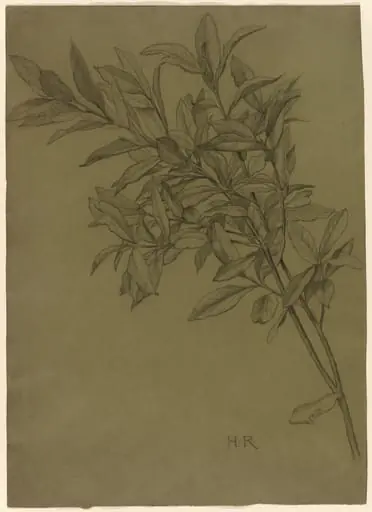 Study of Bay Leaves, by Henry Ryland
