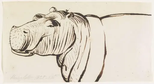 Studies of a Hippopotamus, one head and shoulders and two heads, by Henry Salt