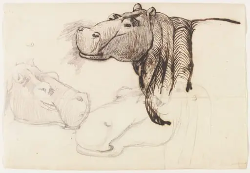 Study of a Hippopotamus, head and shoulders, by Henry Salt