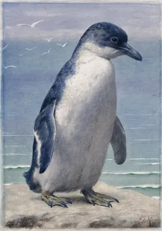 Study of a penguin