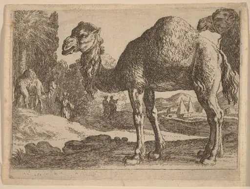 Camels, by Herman van Swanevelt
