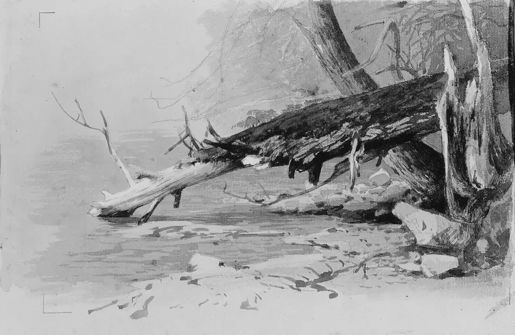 Moss-Covered Log, by Hermann Ottomar Herzog