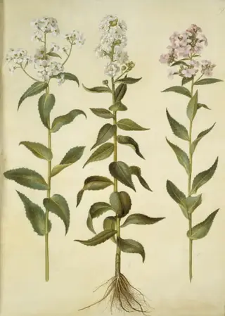 Hesperis matronalis (almindelig aftenstjerne)