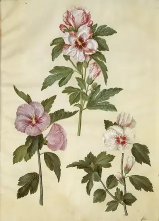 Hibiscus syriacus (syrisk rose)