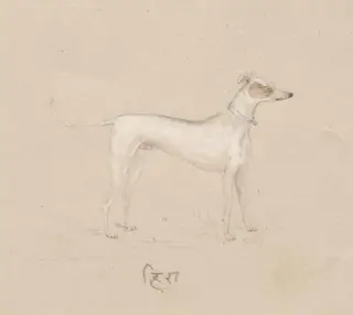 Hira