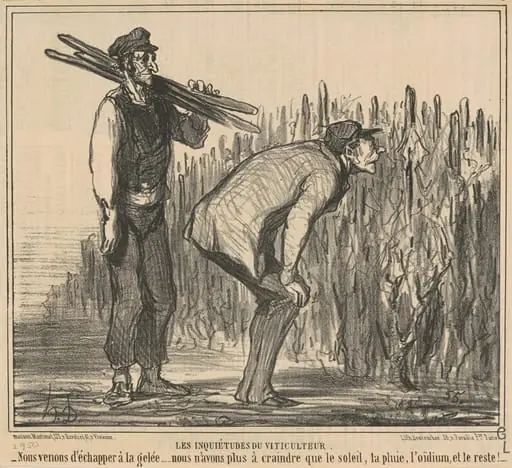 Les inqiétudes du viticulteur, by Honoré Daumier