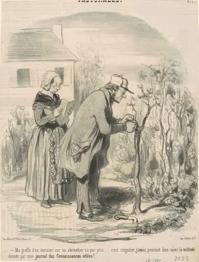 Ma greffe d'un cerisier sur un abricotier n'a pas pris ..., by Honoré Daumier
