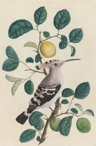 Hoopoe on a Citrus Tree Branch