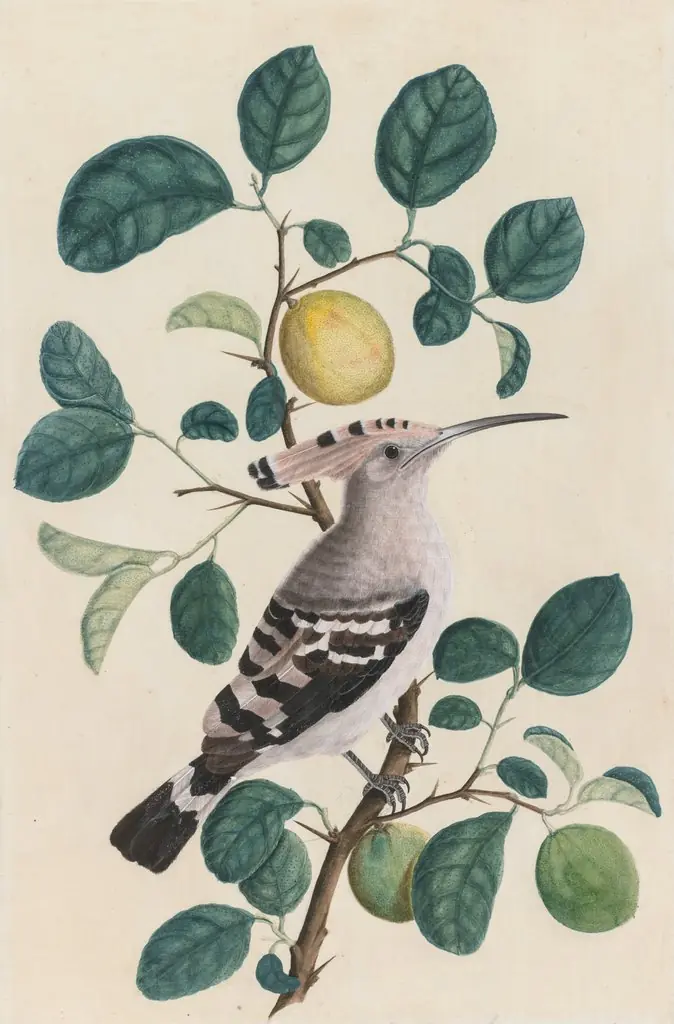 Hoopoe on a Citrus Tree Branch, 1800