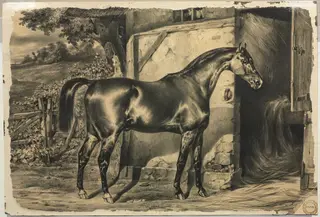 Horse in Front of a Barn (verso)