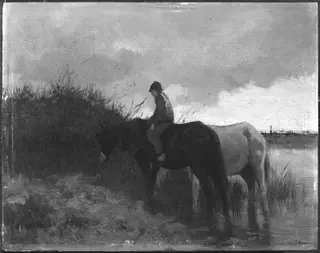 Horses Drinking