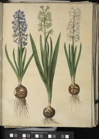 Hyacinthus orientalis (almindelig hyacint), 1654