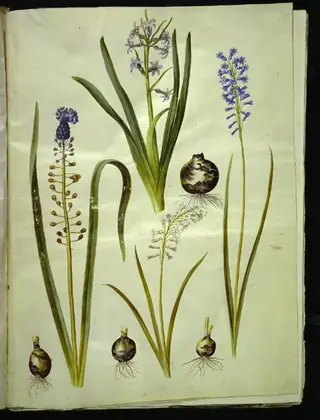Hyacinthus orientalis (almindelig hyacint); Muscari comosum (duskhyacint); Brimeura amethystina (pyrenæisk hyacint), 1654