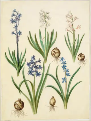 Hyacinthus orientalis (almindelig hyacint); Scilla amoena (himmelblå skilla)