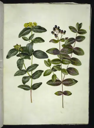 Hypericum androsaemum (bær-perikon)