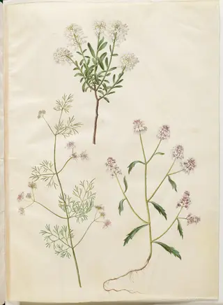 Iberis sempervirens (snepude); Coriandrum sativum (almindelig koriander); Iberis amara (bitter sløjfeblomst), 1654