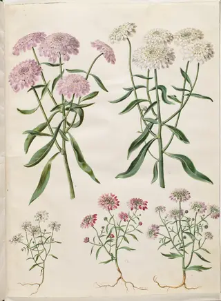 Iberis umbellata (skærm-sløjfeblomst); Iberis amara (bitter sløjfeblomst), 1654