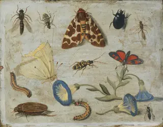 Insects