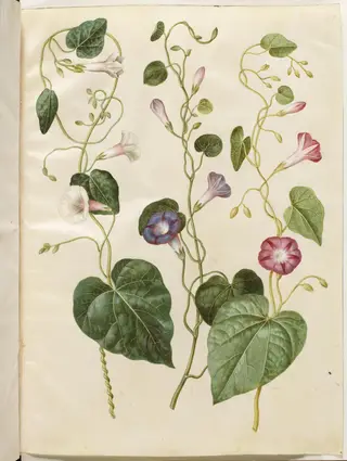 Ipomoea purpurea (purpur-pragtsnerle)