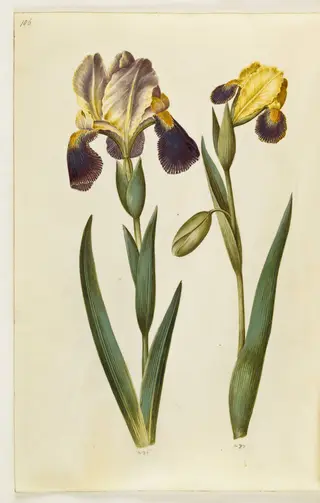 Iris ×germanica eller Iris ×sambucina (have-iris eller hylde-iris); Iris variegata (broget iris)
