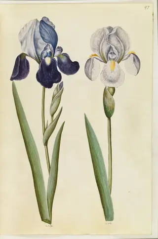 Iris ×germanica eller Iris ×sambucina (?) (have-iris eller hylde-iris); Iris ×germanica (have-iris), 1650