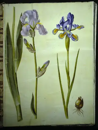 Iris ×germanica (have-iris); Iris xiphium (spansk iris), 1654