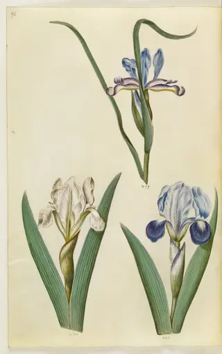 Iris graminea (græsbladet iris); Iris lutescens eller Iris pumila (?) (dværg-iris eller lav iris), 1650