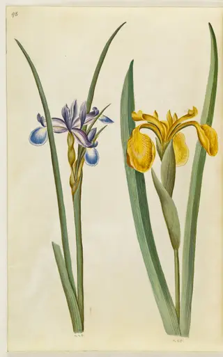 Iris graminea (græsbladet iris); Iris pseudacorus (gul iris)