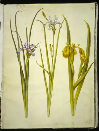 Iris graminea (græsbladet iris); Iris sibirica (sibirisk iris); Iris pseudacorus (gul iris), 1654