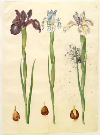 Iris latifolia (engelsk iris)