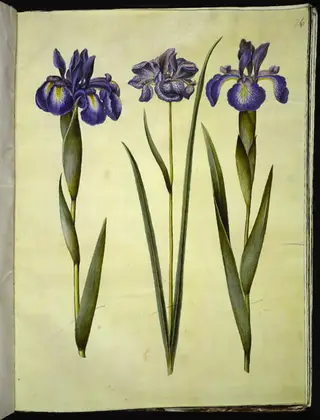 Iris latifolia (engelsk iris); Iris sibirica (sibirisk iris), 1654