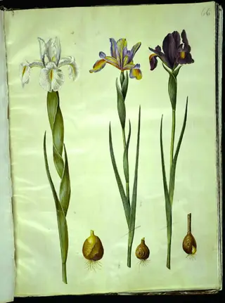 Iris latifolia (engelsk iris); Iris xiphium (spansk iris), 1654