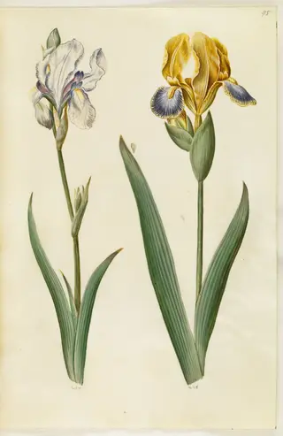 Iris pallida (bleg iris); Iris variegata (broget iris)