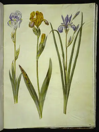 Iris pallida (bleg iris); Iris variegata (broget iris); Iris sibirica (sibirisk iris), 1654
