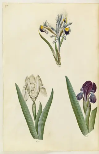 Iris persica (persisk iris); Iris lutescens eller Iris pumila (?) (dværg-iris eller lav iris), 1650