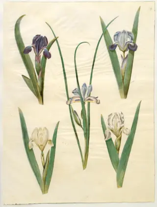 Iris pumila (lav iris) eller Iris lutescens (dværg-iris); Iris graminea (græsbladet iris), 1654