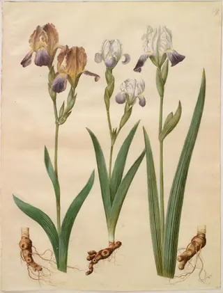 Iris ×sambucina (hylde-iris); Iris ×amoena (iris-hybrid)