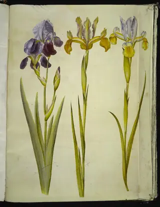 Iris ×sambucina (hylde-iris); Iris latifolia (engelsk iris)