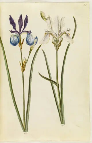Iris sibirica (sibirisk iris), 1650