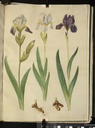 Iris ×squalens (iris-hybrid); Iris (iris), 1654