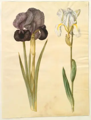 Iris susiana (sørge-iris); Iris ×florentina (violrod)