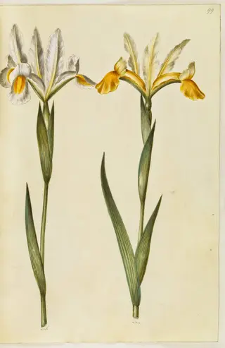Iris xiphium, evt. Iris latifolia (?) (spansk iris eller engelsk iris)